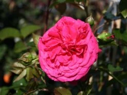 Kletterrose 'Laguna' ® -Edelrosen Geschaft kletterrose laguna m003518 w 1