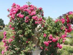 Kletterrose 'Laguna' ® -Edelrosen Geschaft kletterrose laguna m003518 w 2