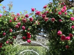 Kletterrose 'Laguna' ® -Edelrosen Geschaft kletterrose laguna m003518 w 3