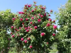 Kletterrose 'Laguna' ® -Edelrosen Geschaft kletterrose laguna m003518 w 4