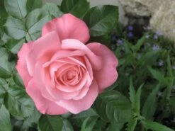 Kletterrose 'Lawinia' ® -Edelrosen Geschaft kletterrose lawinia m003360 126820 0