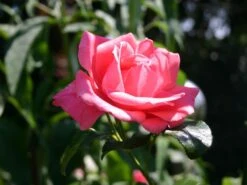 Kletterrose 'Lawinia' ® -Edelrosen Geschaft kletterrose lawinia m003360 w 0