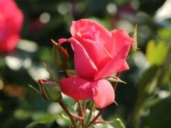 Kletterrose 'Lawinia' ® -Edelrosen Geschaft kletterrose lawinia m003360 w 2