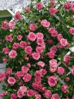 Kletterrose 'Lawinia' ® -Edelrosen Geschaft kletterrose lawinia m003360 w 3
