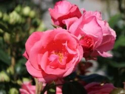 Kletterrose 'Lawinia' ® -Edelrosen Geschaft kletterrose lawinia m003360 w 4