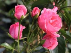 Kletterrose 'Lawinia' ® -Edelrosen Geschaft kletterrose lawinia m003360 w 5