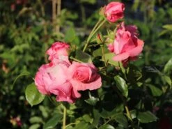 Kletterrose 'Lawinia' ® -Edelrosen Geschaft kletterrose lawinia m003360 w 6
