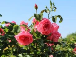 Kletterrose 'Lawinia' ® -Edelrosen Geschaft kletterrose lawinia m003360 w 7