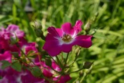 Kletterrose 'Libertas' ® -Edelrosen Geschaft kletterrose libertas m101965 1214579 0