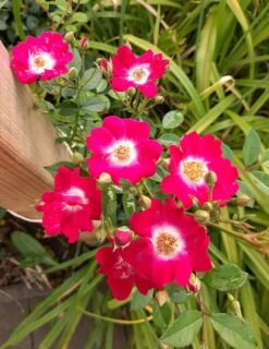 Kletterrose 'Libertas' ® -Edelrosen Geschaft kletterrose libertas m101965 1214579 0