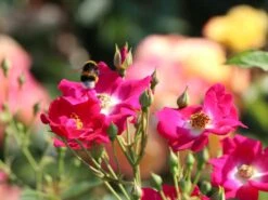 Kletterrose 'Libertas' ® -Edelrosen Geschaft kletterrose libertas m101965 w 1