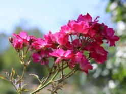 Kletterrose 'Libertas' ® -Edelrosen Geschaft kletterrose libertas m101965 w 4