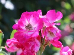 Kletterrose 'Libertas' ® -Edelrosen Geschaft kletterrose libertas m101965 w 5