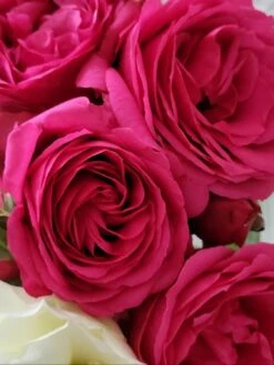 Kletterrose 'Maritim' ® -Edelrosen Geschaft kletterrose maritim m054831 1189819 0