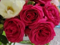 Kletterrose 'Maritim' ® -Edelrosen Geschaft kletterrose maritim m054831 1189819 1