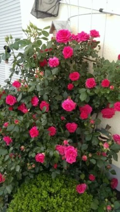 Kletterrose 'Maritim' ® -Edelrosen Geschaft kletterrose maritim m054831 312540 0