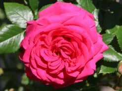 Kletterrose 'Maritim' ® -Edelrosen Geschaft kletterrose maritim m054831 w 1
