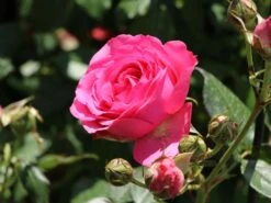 Kletterrose 'Maritim' ® -Edelrosen Geschaft kletterrose maritim m054831 w 2