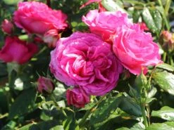 Kletterrose 'Maritim' ® -Edelrosen Geschaft kletterrose maritim m054831 w 3