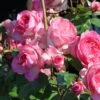 Kletterrose 'Mini Eden Rose' ®