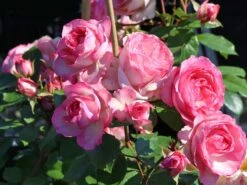 Kletterrose 'Mini Eden Rose' ®