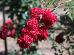 Kletterrose 'Momo' ®