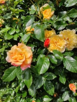 Kletterrose 'Moonlight' ® -Edelrosen Geschaft kletterrose moonlight m003522 175895 0