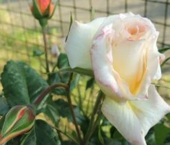 Kletterrose 'Moonlight' ® -Edelrosen Geschaft kletterrose moonlight m003522 494932 0