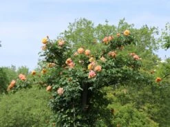 Kletterrose 'Moonlight' ® -Edelrosen Geschaft kletterrose moonlight m003522 w 1