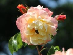 Kletterrose 'Moonlight' ® -Edelrosen Geschaft kletterrose moonlight m003522 w 10