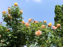 Kletterrose 'Moonlight' ® -Edelrosen Geschaft kletterrose moonlight m003522 w 6