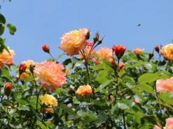 Kletterrose 'Moonlight' ® -Edelrosen Geschaft kletterrose moonlight m003522 w 7