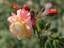 Kletterrose 'Moonlight' ® -Edelrosen Geschaft kletterrose moonlight m003522 w 9