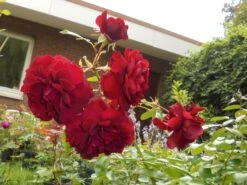 Kletterrose 'Naheglut' -Edelrosen Geschaft kletterrose naheglut m009431 430730 0