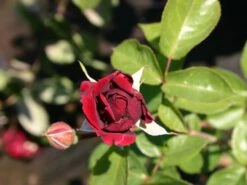 Kletterrose 'Naheglut' -Edelrosen Geschaft kletterrose naheglut m009431 w 0