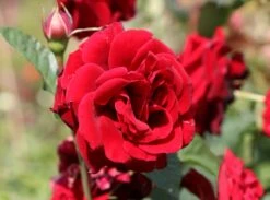 Kletterrose 'Naheglut' -Edelrosen Geschaft kletterrose naheglut m009431 w 1