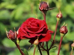 Kletterrose 'Naheglut' -Edelrosen Geschaft kletterrose naheglut m009431 w 10