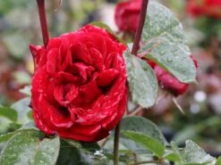 Kletterrose 'Naheglut' -Edelrosen Geschaft kletterrose naheglut m009431 w 3