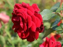 Kletterrose 'Naheglut' -Edelrosen Geschaft kletterrose naheglut m009431 w 4