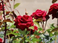 Kletterrose 'Naheglut' -Edelrosen Geschaft kletterrose naheglut m009431 w 6