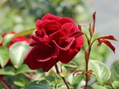 Kletterrose 'Naheglut' -Edelrosen Geschaft kletterrose naheglut m009431 w 8