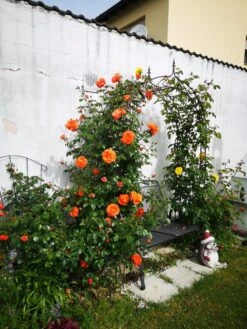 Kletterrose 'Naranga' ® -Edelrosen Geschaft kletterrose naranga m113613 1221967 0