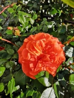 Kletterrose 'Naranga' ® -Edelrosen Geschaft kletterrose naranga m113613 1221967 1