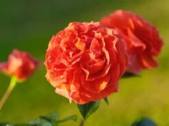 Kletterrose 'Naranga' ® -Edelrosen Geschaft kletterrose naranga m113613 w 2