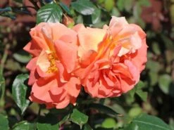 Kletterrose 'Naranga' ® -Edelrosen Geschaft kletterrose naranga m113613 w 4