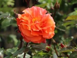 Kletterrose 'Naranga' ® -Edelrosen Geschaft kletterrose naranga m113613 w 6