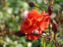 Kletterrose 'Naranga' ® -Edelrosen Geschaft kletterrose naranga m113613 w 7