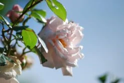 Kletterrose 'New Dawn' -Edelrosen Geschaft kletterrose new dawn m002664 314518 0