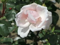 Kletterrose 'New Dawn' -Edelrosen Geschaft kletterrose new dawn m002664 w 0