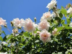 Edelrosen Geschaft -Edelrosen Geschaft kletterrose new dawn m002664 w 1